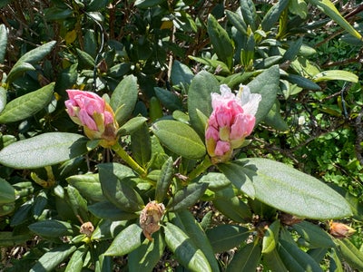 Rhododendron, Flot hvid/lyserød rhododendron. Over 2 m i diameter.

Skal graves op ved afhentning.