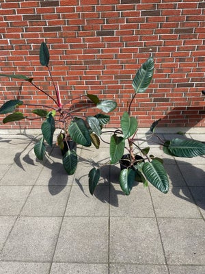 Stueplanter, Philadendron, 2 mega store flotte Philadendron stueplanter.

150cm høje 

200 kr for be