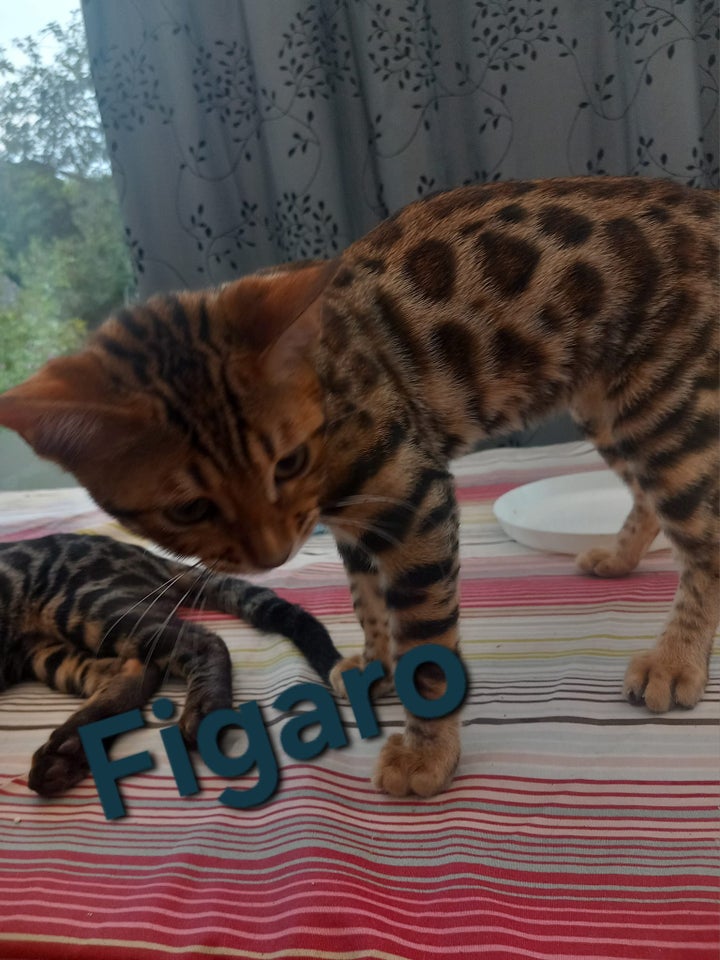 Bengal, flere killinger, 5 mdr.