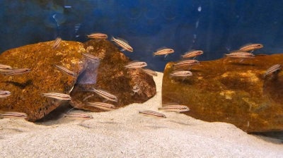 Chalinochromis sp "bifrenatus south" Wampembe, 

F1 unger 5-6 cm 10 stk 350,-
(billede 2 er voksen)
