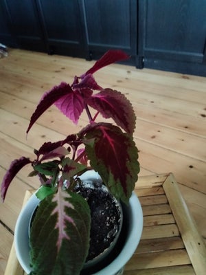 Stueplante, Paletblad /coleus, Paletblads plante med rødlige blade. Potteskjuleren følger ikke med.
