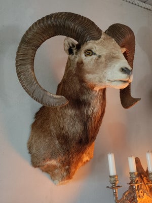 Jagttrofæ, Mufflon, Superflot udstoppet muflon skudt i Tyskland i 1984.
203,4 point - Sølv. 
205 vil