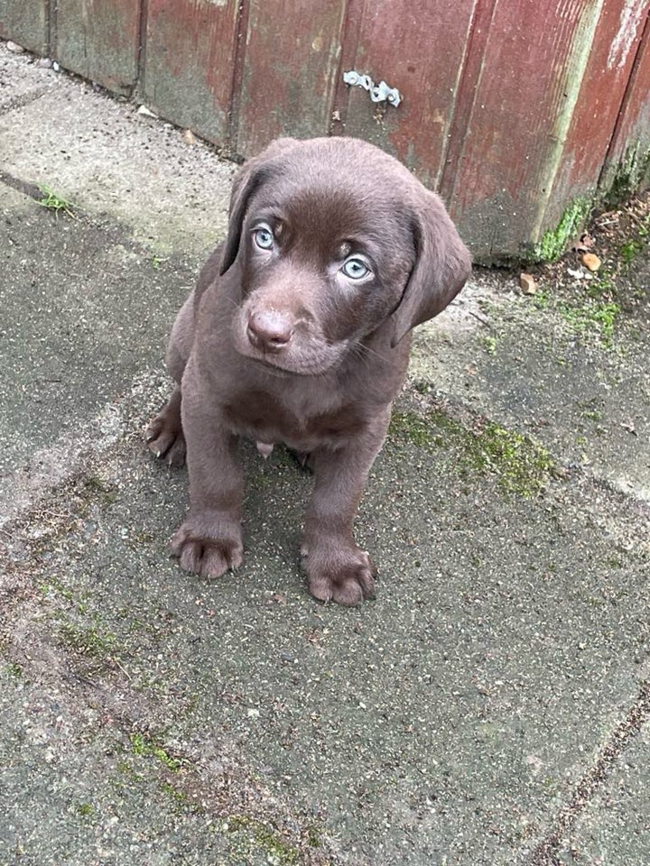 Labrador / Weimaraner, hvalpe, 8 uger