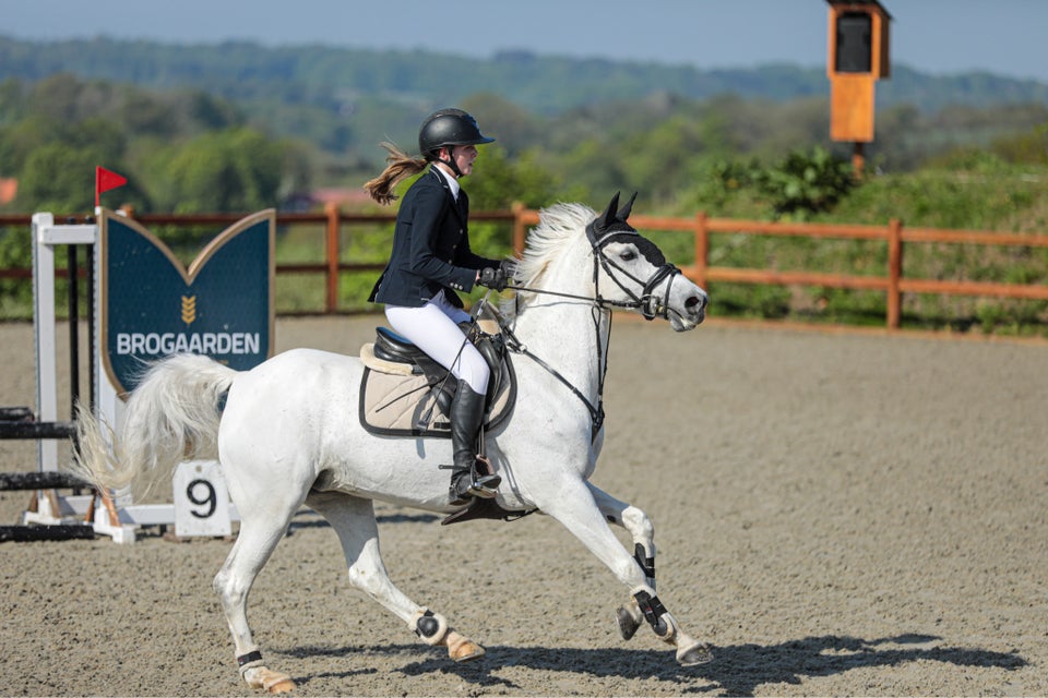 Dansk Sports Pony (DSP), hoppe, 14 år