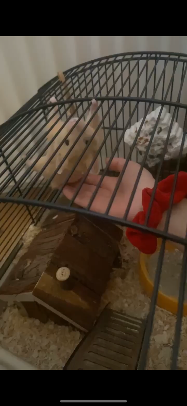 Hamster, Guldhamster , 1 år