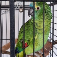 Papegøje, Blåpandet Amazone, 3 år
