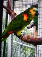 Papegøje, Blå pandet Amazone , 4 år