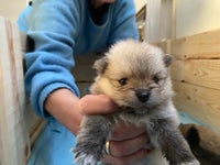 Pomeranian, hvalpe, 4 uger