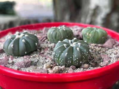 Kaktus, Astrophytum asterias, 4 stk. Astrophytum asterias sælges samlet for 100 kr. + 45 kr. i forse