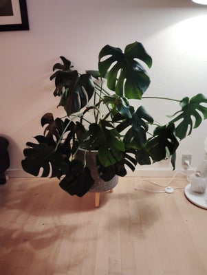 Stueplante, Fingerphilodendron, Store Fingerphilodendron  Monstera
Med potte.