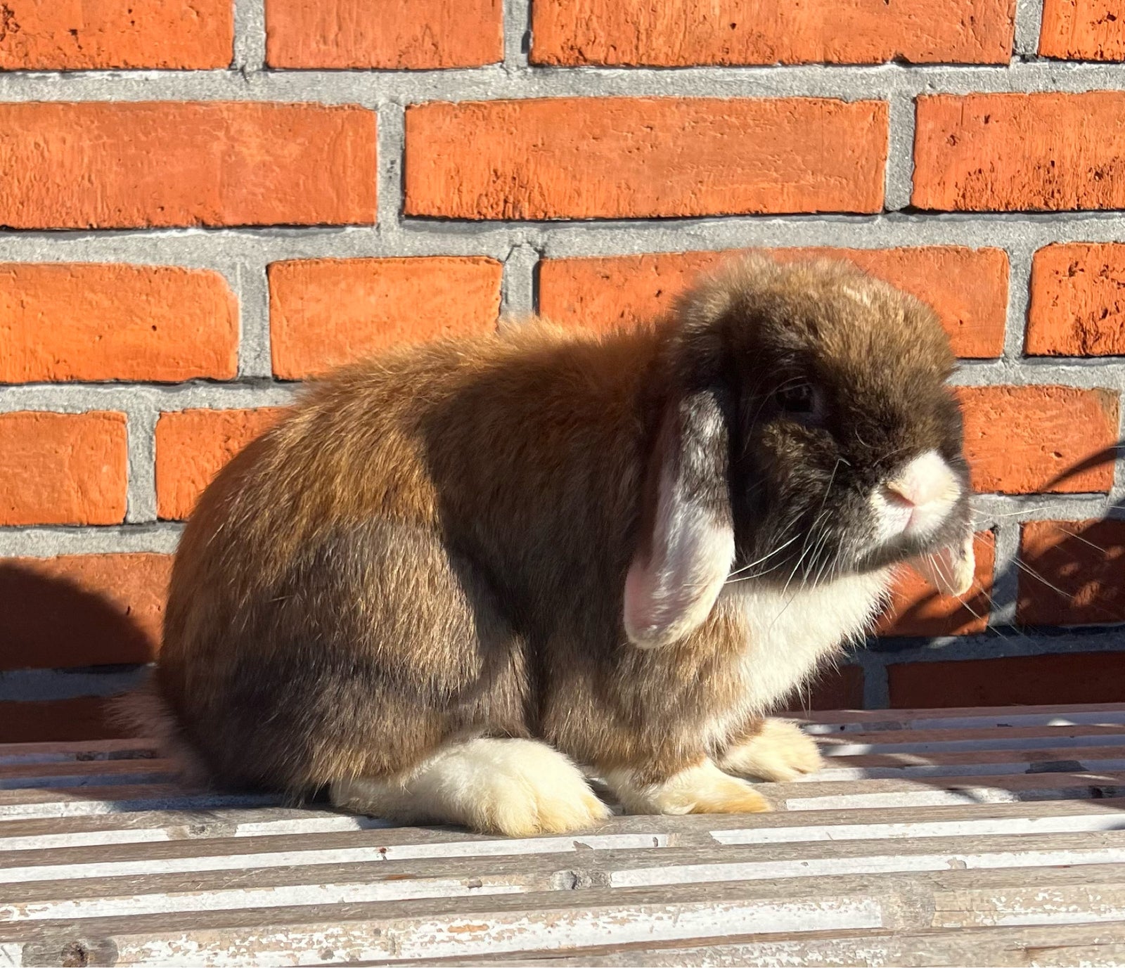 Kanin, Minilop, 1 år