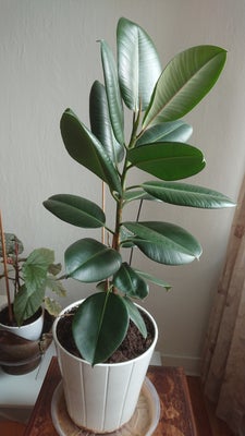 Fixus, Flot og sund stueplante Fixus høj 105cm med krukke til salg. Prisen uden krukke 200kr, prisen