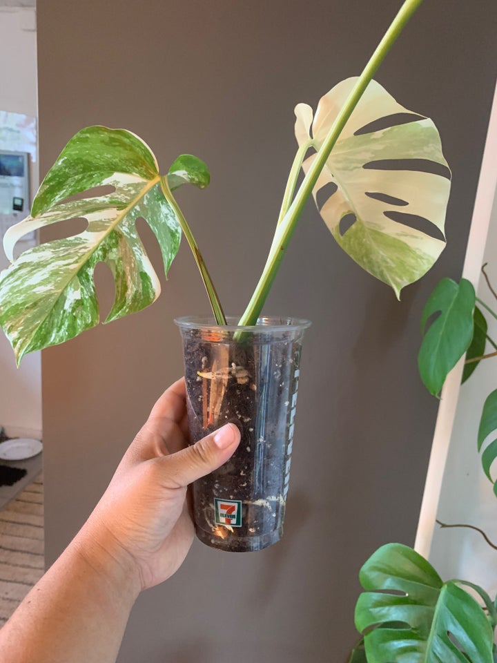 Stueplante, Monstera Albo Variegata