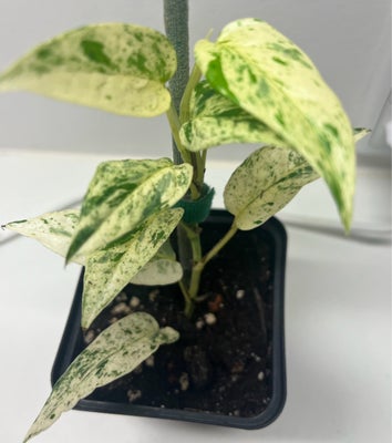 Stueplante, Epipremnum, Ep. Pinnatum cebu blue
Heatpack 72t kan tilkøbes for 15kr