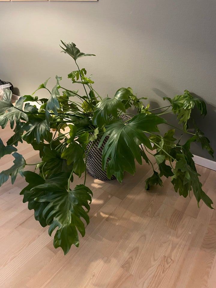 Grøn plante, Fingerfilodendron/fligfilodendron