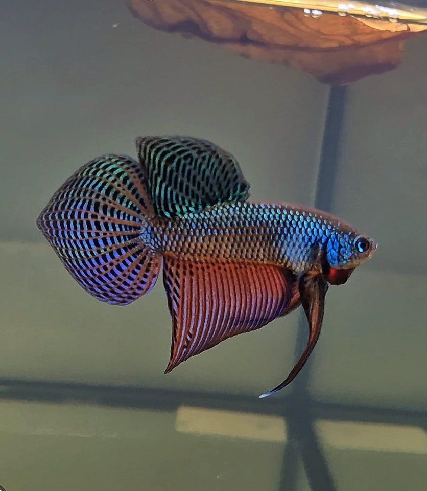 Betta Smaragdina Guitar, 1 stk.