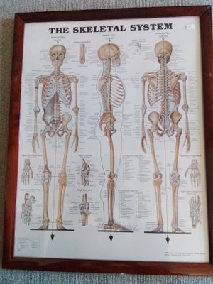 Planche, motiv: The skeletal system, b: 55 h: 70, Kan ses købes på Agerskov kræmmermarked
