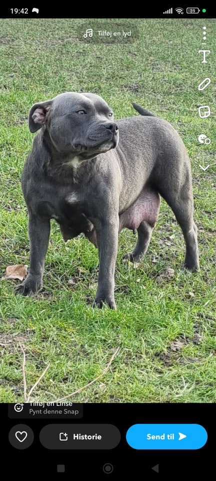 Staffordshire Bull Terrier