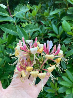 Staude, Kaprifolie byttes/sælges

Klatreplante; vi har den inde i rhododendron busken så den blomstr