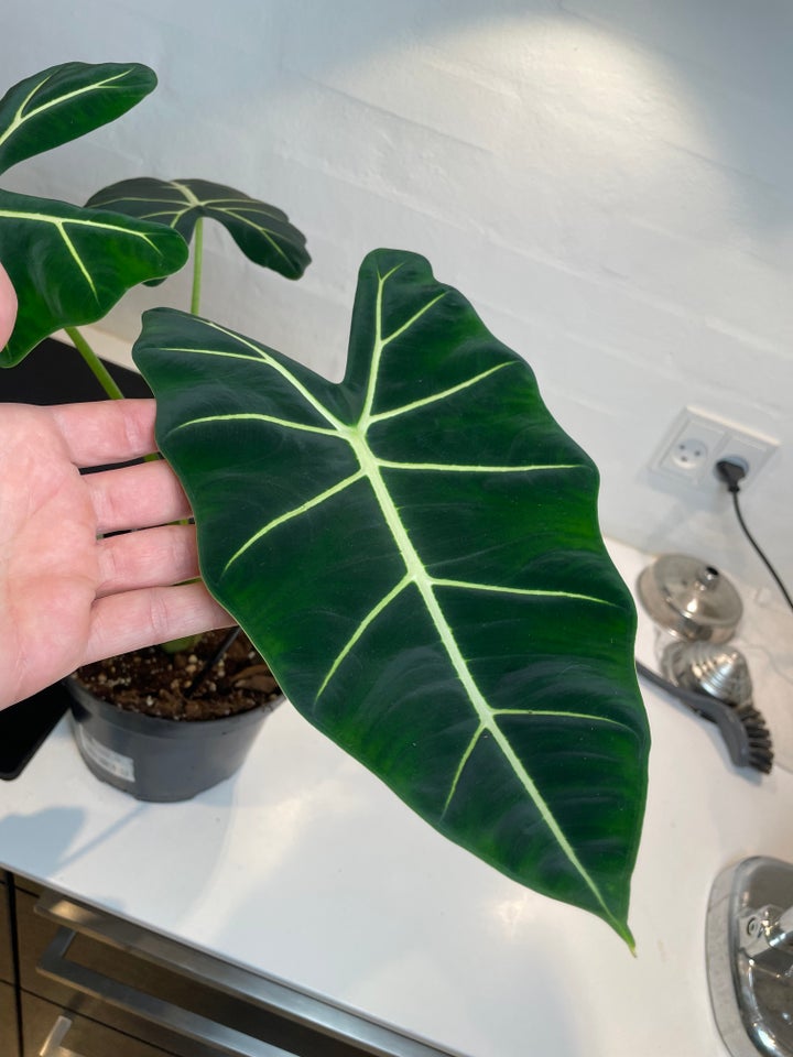 Alocasia Frydek