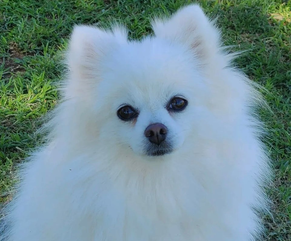 Pomeranian