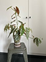 Stueplante, Begonia Maculata