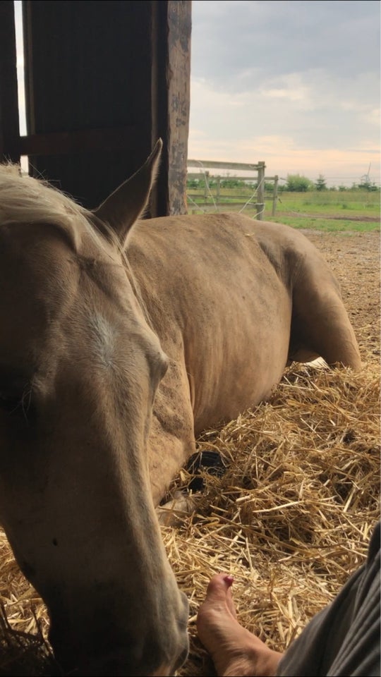 Palomino, vallak, 15 år