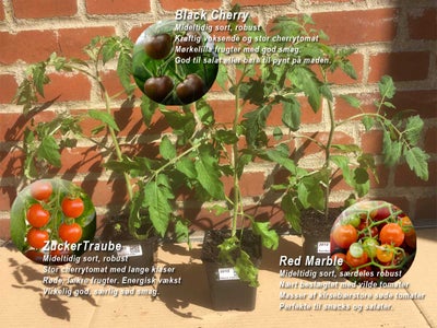 Tomatplanter, Så er tomatplanterne ved at være klar for dette år, men grundet vejret er både arter o