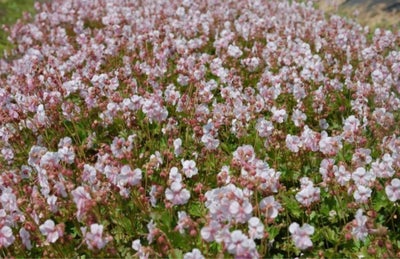 Geranium, Flotte og tætte stauder, Geranium/Storkenæb, grønne duftende blade, hvide/pink blomster. R