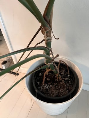 Plante, Philodendron, Den savner kærlighed hos en ny familie. Lidt grimme blade. Byd gerne. Uden pot