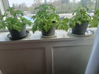 Duftende plante, Duftgeranium/ørepineplante