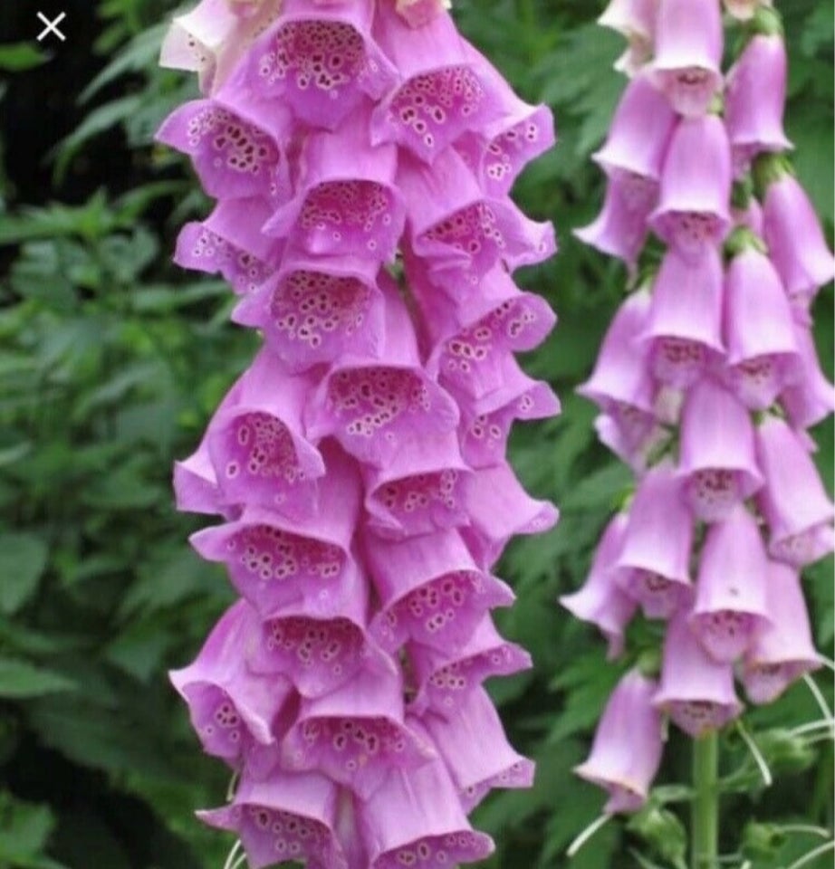 Digitalis