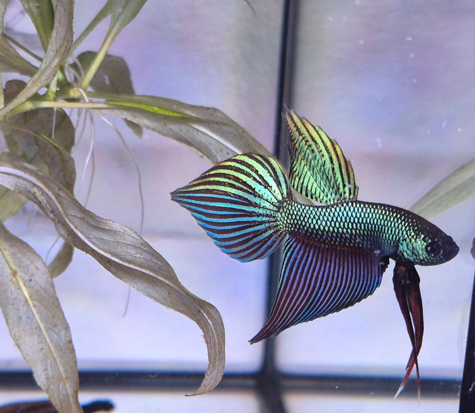 Betta Smaragdina, 1 stk.