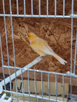 Kanariefugl, Orange farve., 1 år