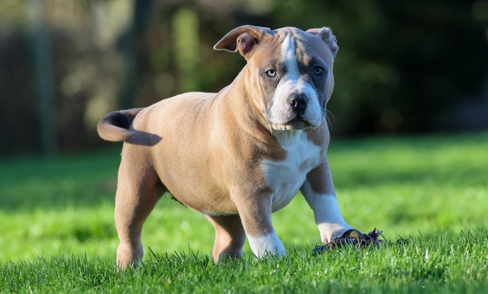 American Bully