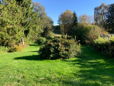 Busk, rhododendron, rhododendron - 3 store buske (står sammen) sælges. Hvid og rosa. Er ca 2 mtr høj