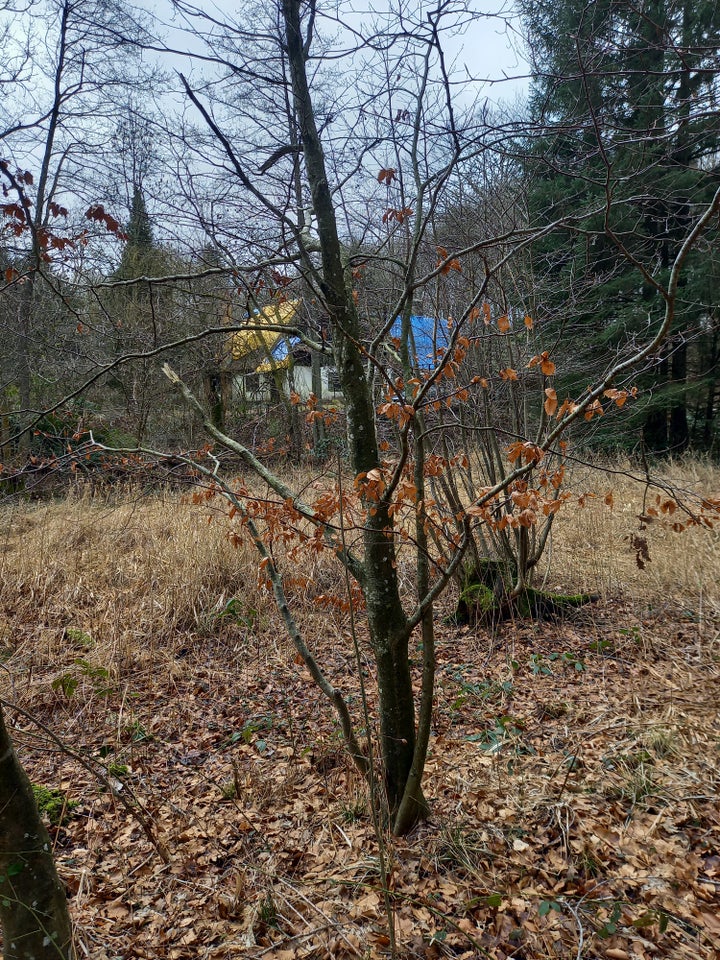 Bøgetræer, Bøg