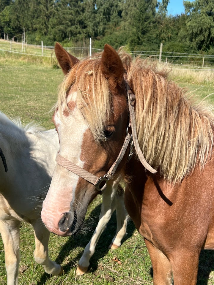 Welsh pony og Cob, hoppe, 1 år