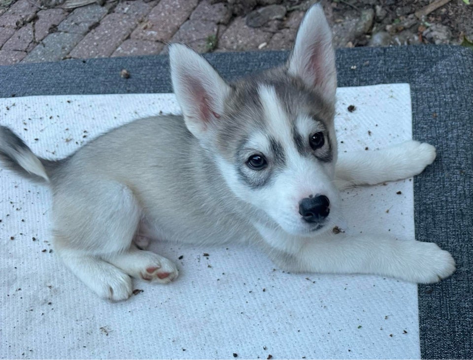 Dejlig husky malamute dreng