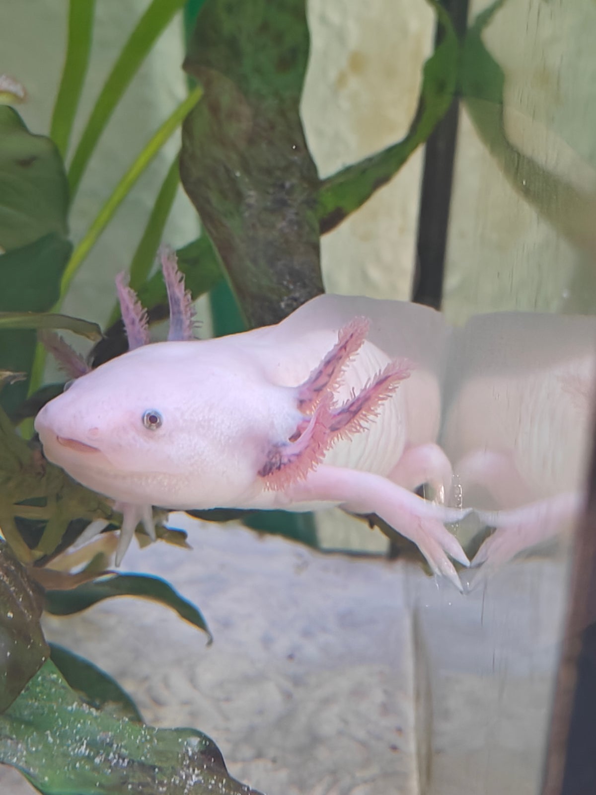 Axolotl, 2 stk.