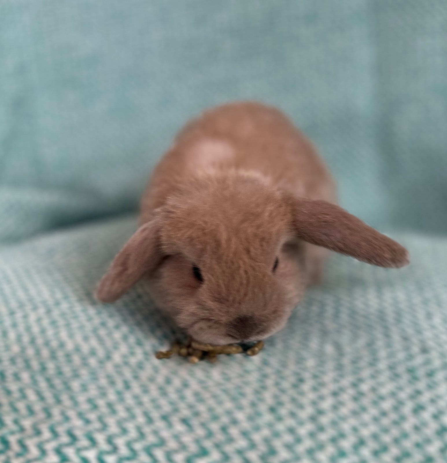 Kanin, Mini lop/dværgvædder , 0 år
