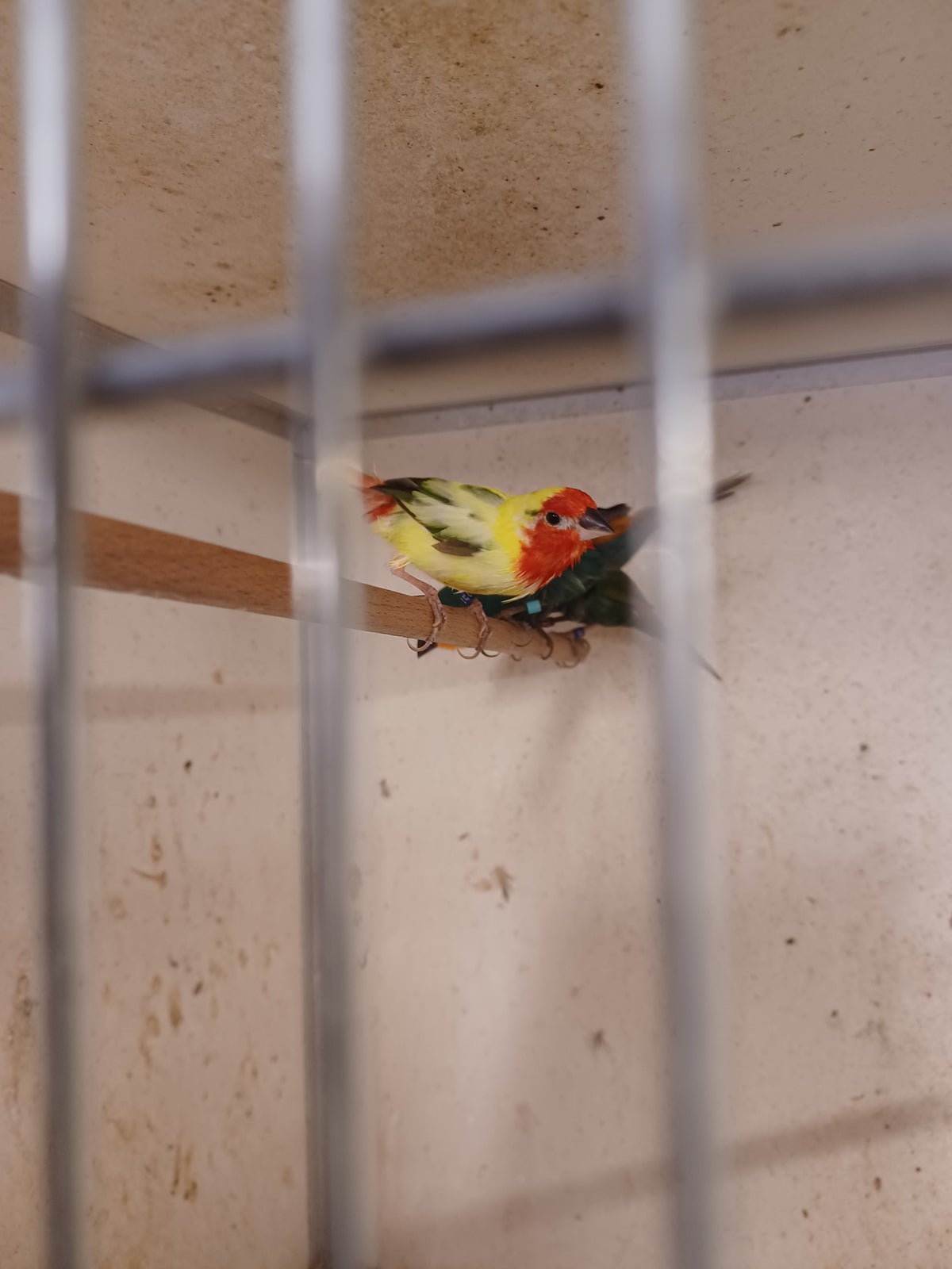 Finke, Broget rødhovedet papegøjeamadine, 1 år
