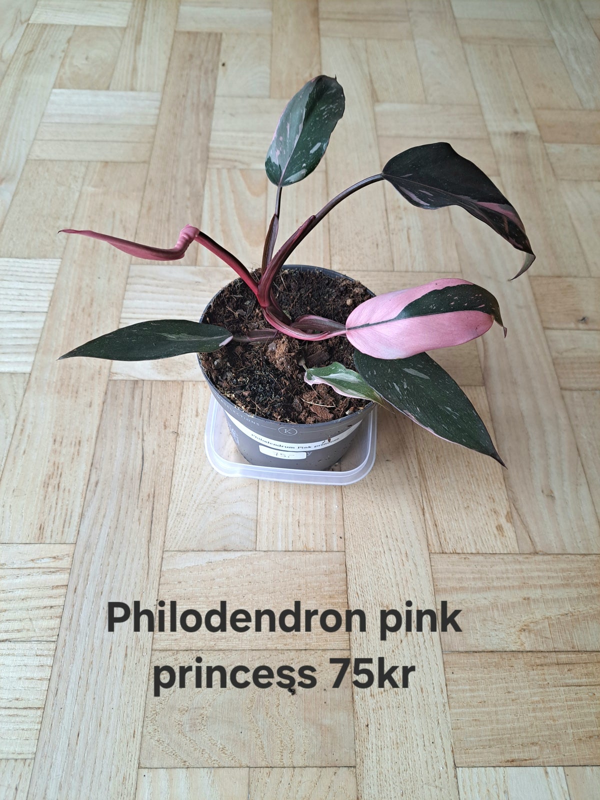 Philodendron, Pink princess