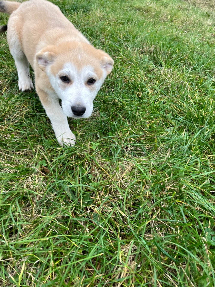 Hvalpe, blanding af Malamute/hvid schæfer/ulvehund