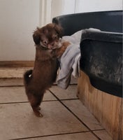 Shih tzu/Chihuahua, hvalpe, 8 uger