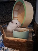 Hamster, Guldhamster hun, 1 år
