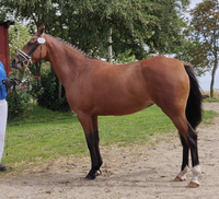 Dansk Sports Pony (DSP), hoppe, 11 år
