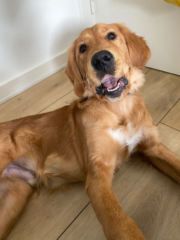 Golden Retriever, hvalpe, 8 mdr.