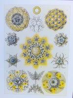 Plakat, Ernst Haeckel, motiv: bioluminescerende arter