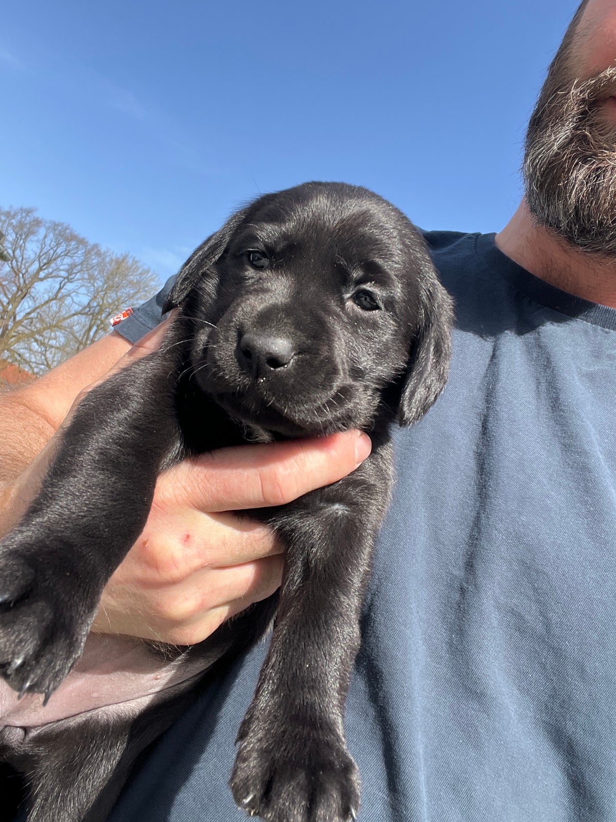 Labrador, hvalpe, 7 uger